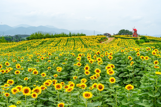 경남 함안 법수면 강주마을 해바라기 축제 전경. 사진제공=함안군