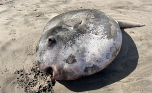 크기가 무려 2.2m…해변서 거대하고 기이한 물고기 발견, 정체는?