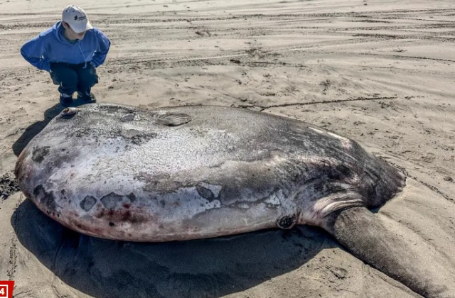 크기가 무려 2.2m…해변서 거대하고 기이한 물고기 발견, 정체는?