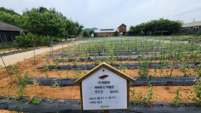 상하농원 내에 위치한 텃밭에서 커가고 있는 완두콩들.