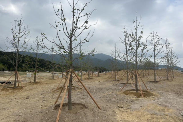 부산 해운대수목원 2단계 체육시설에 조성된 고려저축은행 사회공헌사업 기부숲. 사진제공=부산시