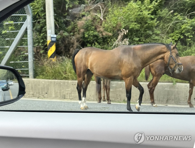 지난 1일 오후 강원 평창 한 도로에서 말들이 도로를 활보하는 소동이 벌어졌다. 사진제공=연합뉴스