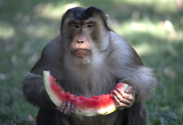 지난해 7월18일 마케도니아 스코페에 폭염주의보가 내려진 가운데 한 동물원에서 원숭이가 특별식으로 제공된 수박을 먹고 있다. EPA 연합뉴스