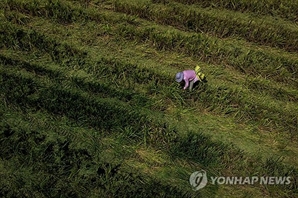 중국 기상당국 "폭염 장기화…쌀·면화 생산에 타격" 경고