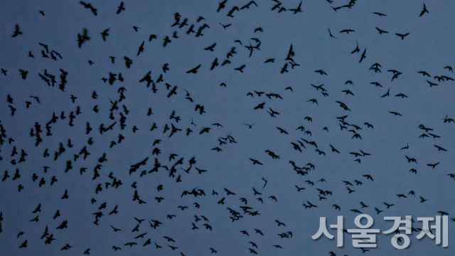 정연두 작가의 ‘오감도’. 사진 제공=문체부