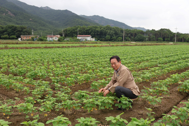 박현규 영암 군소농협 조합장이 논콩 재배단지를 둘러보고 있다. 사진 제공=전라남도