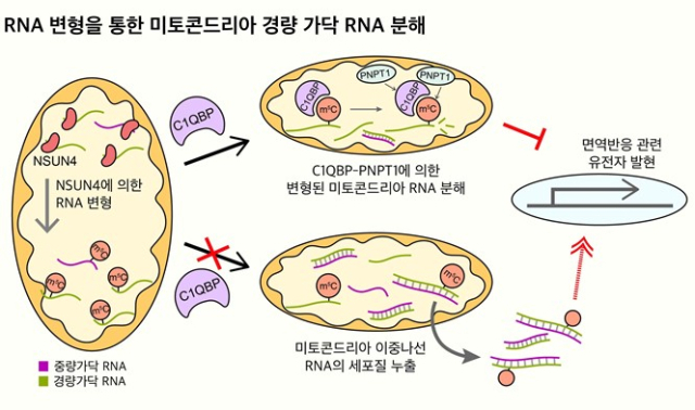 미토콘드리아 RNA 변형을 통한 경량 가닥 RNA의 선택적 조절 기전 모식도. 사진제공=KAIST