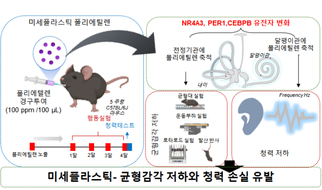 미세플라스틱이 귀 건강에 미치는 영향을 규명한 연구 개요. 사진 제공=한국원자력의학원