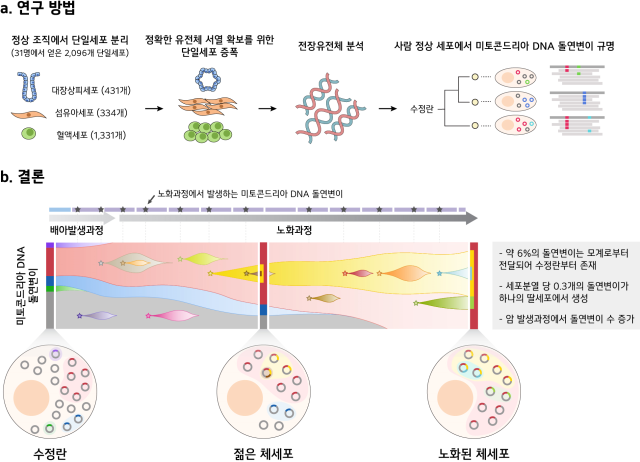 주영석 한국과학기술원(KAIST) 의과학대학원 교수 연구팀의 미토콘드리아 DNA 돌연변이 연구 개요. 사진 제공=KAIST