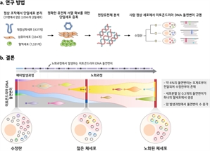 미토콘드리아 돌연변이 세계 최초 규명…“노화·암 연구 진전”