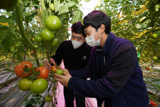 '스마트팜' 뭐길래…농산물 매입량 최대 76%↑