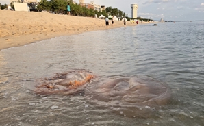 울산시, 해파리 없는 청정해변 유지관리 '총력전'    