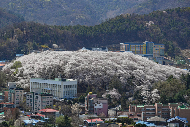 대전 중구 테미공원 도시숲. 사진제공=산림청