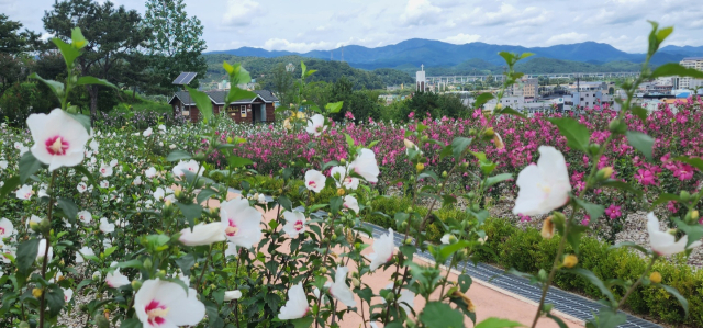 장성 무궁화원. 사진제공=산림청