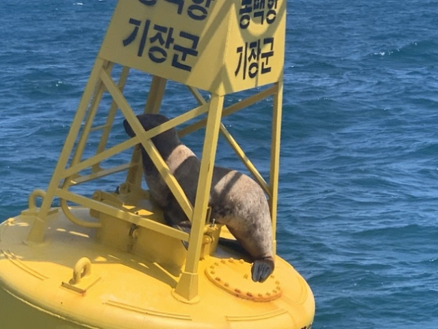 지난 12일 부산 기장군 동백항 앞바다에서 발견된 큰바다사자는 등부표 구조물 사이에 갇힌 모습이었다. 사진 제공=울산해경