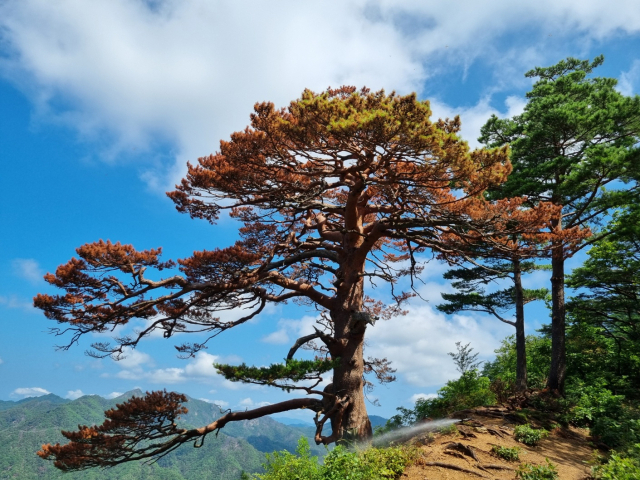 수세약화 현상이 발생하고 있는 울진 소광리 대왕소나무. 사진제공=산림청