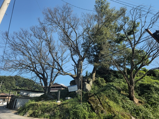 경북 예천군 유천면 당산리 마을 입구에 서 있는 당산나무. 뉴스1