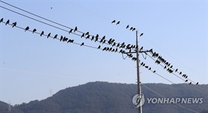 까마귀 전신주 충돌… 구로구 일부 30분 정전