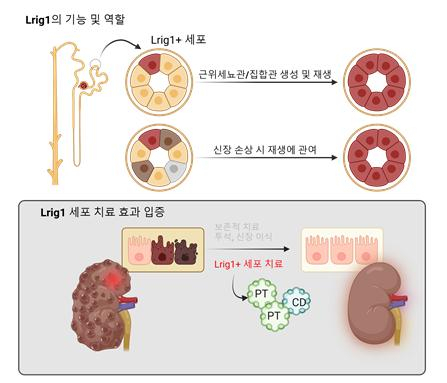 Lrig1 세포는 발달 및 성체 신장에서 근위세뇨관과 집합관 생성과 재생에 기여하며, 신장 손상 시 근위세뇨관의 재생을 촉진하는 역할을 한다. 연구팀은 Lrig1 유래 세포를 손상된 신장에 주입한 결과 신장이 재생되는 효과를 확인했다. 또 Lrig1 세포가 신장 손상 치료를 위한 새로운 세포치료제로서의 가능성을 입증했다. 사진 제공==연세의료원