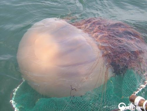 해양수산부는 여름철을 맞아 해파리로 인한 피해와 사고를 막고자 '2021년 해파리 피해방지 종합대책'을 마련했다고 9일 밝혔다. 사진 제공=해양수산부