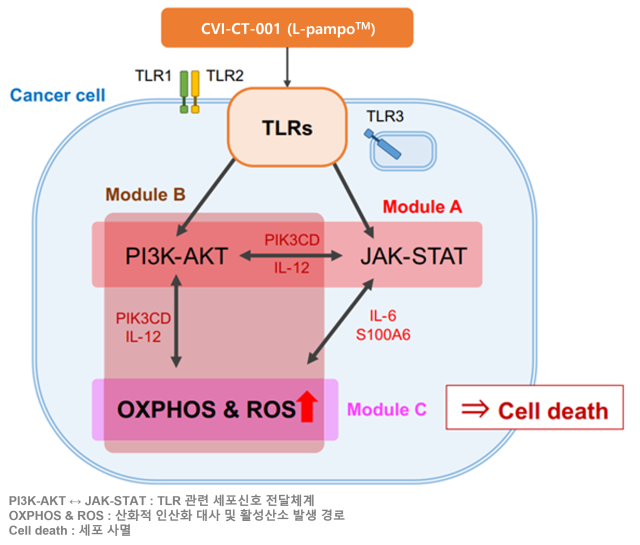 면역항암제 CVI-CT-001의 암세포 사멸 관련 경로 도식. 사진제공=차백신연구소