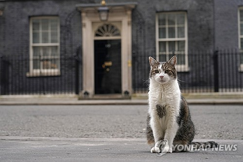 '민감하게 다룰 것'…英정부가 부고 계획 미리 짜는 '이 고양이'의 정체