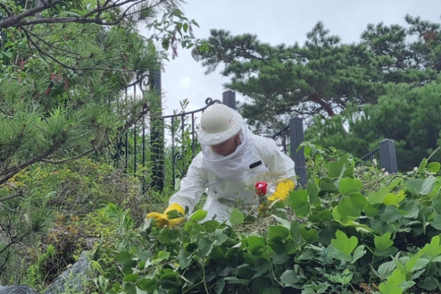 벌집 제거 활동하는 소방대원. 사진=광주 광산소방서 제공.