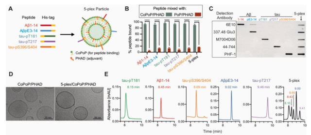 유바이오로직스 치매 백신 후보물질의 마우스 모델 실험 결과. 사진=Brain Behavior and Immunity