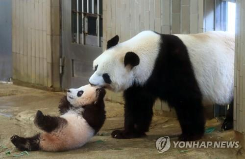 '일본의 푸바오' 판다 '샹샹' 이어 엄마·아빠도 내달말 중국에 반환 [지금 일본에선]