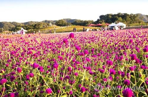 경기 양주시 나리공원에 만개한 천일홍. 사진 제공=양주시