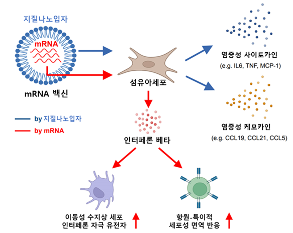 mRNA 백신 접종 부위의 초기 면역반응 모식도. 사진 제공=질병관리청