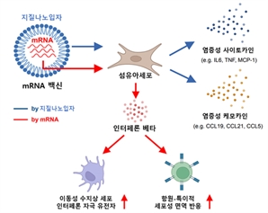 mRNA 백신 '초기 면역반응' 조절 과정 밝혀졌다