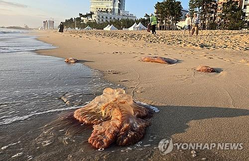 강원 강릉시 경포해수욕장 백사장에 독성 해파리인 노무라입깃해파리가 백사장 곳곳에서 발견되고 있다. 연합뉴스