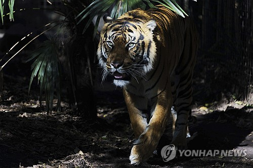 호주 동물원에 있는 수마트라 호랑이 모습. 연합뉴스