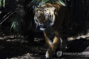 동물원서 호랑이가 사육사 물었다…아찔한 사고 발생한 ‘이 나라’