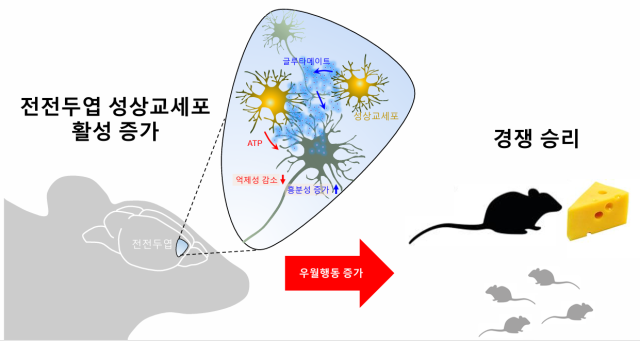 신경교세포 '불안 조절기능' 첫 규명 [이달의 과학기술인상]