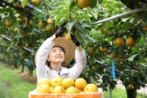 세계인의 입맛을 사로잡은 우리 배...올 추석 건강과 감사를 선물하세요