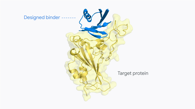 구글 딥마인드의 단백질 구조 설계 AI '알파프로티오'가 표적 단백질인 코로나19 바이러스(노란색)에 잘 결합하는 구조를 설계해 만든 새로운 단백질(파란색). 사진 제공=딥마인드