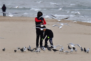 "비둘기 밥 주지 마세요" 적발되면 85만원 내야 하는 '이 나라'…우리나라는?