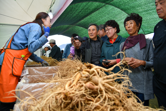 풍기인삼축제 모습. 사진 제공=영주시