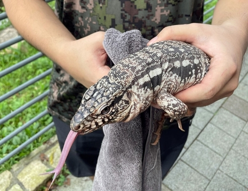 15일 경기도 김포시에서 주인이 놓쳤다가 포획된 테구도마뱀. 사진 제공 = 경기소방본부