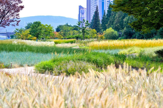 울산 태화강 둔치 '가을의 정취 물씬 태화강그라스정원' 인기