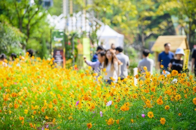 꽃과 예술·야경이 어우러진 고양시의 가을 하늘…곳곳서 축제 이어져