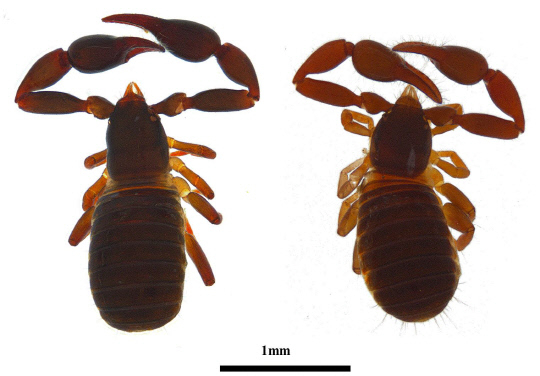 꼬리 말고 집게에 독침있다는 신종 '가짜 전갈' 국내서 발견