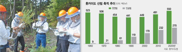 50년전 조성한 인공림, 홋카이도 신성장동력 됐다