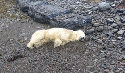 '배고파서 쓰레기통 뒤졌을 뿐인데'…'보호종' 북극곰, 결국 사살돼