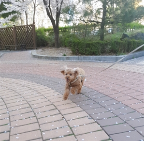"내 강아지에게 세금 물린다고요?"…반려동물 보유세 도입 될까