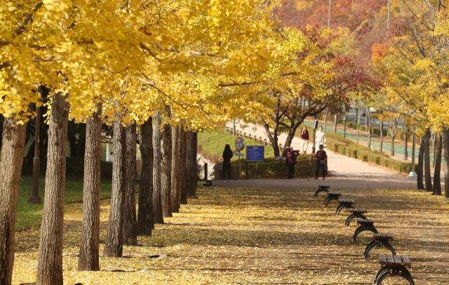 울산체육공원 은행나무길. 사진제공=울산시