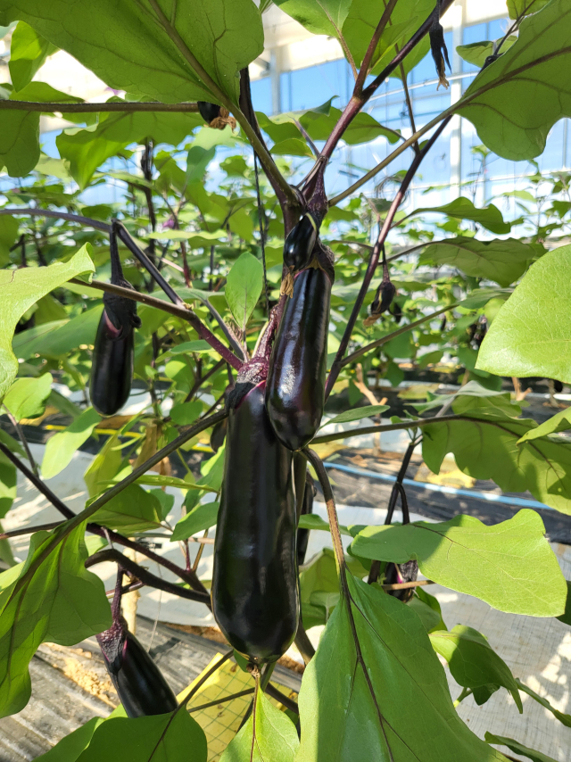 경기도 농가에서 재배중인 가지. 사진 제공 = 경기도농업기술원