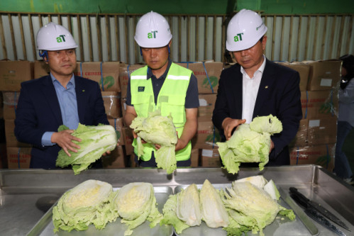 aT 한국농수산식품유통공사 직원들이 30일 경기 이천비축기지에 보관 중인 중국산 배추의 상태를 확인하고 있다. 조태형 기자